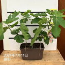 充実株 イチジク ビオレソリエス 一文字仕立てプランター3年生苗※2025年7月上中旬以降発送予定|果樹10-TU
