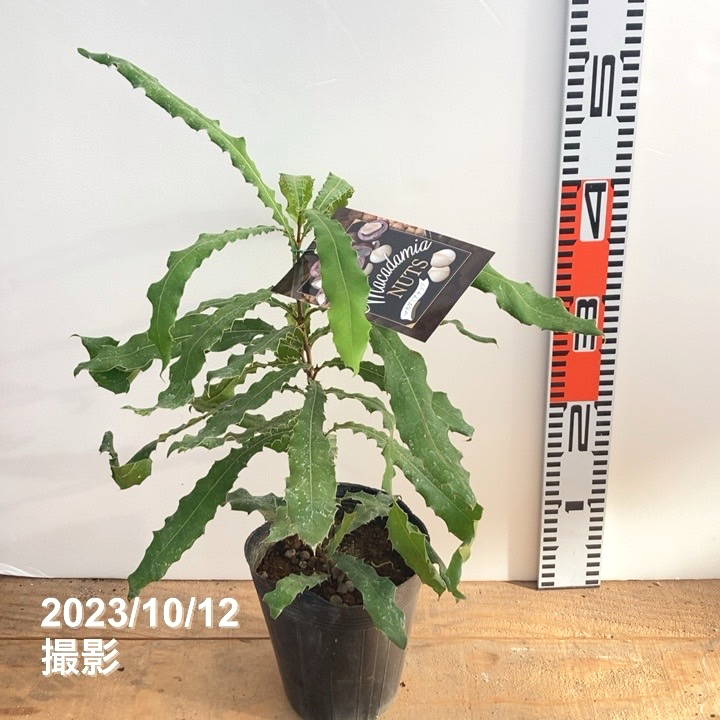 サイズ：5号 高さ：鉢下から約40〜50cm お届け時期：随時お届け [マカダミアナッツ] ほろほろとした食味の良さ、ビタミン、食物繊維、ミネラルなど栄養素の優秀さから、ナッツの王様と呼ばれるマカダミアナッツ。糖質も低く、美容や健康に気になる方におすすめです。 春に咲く藤のような花やヒイラギのような葉も美しく、観賞価値も高い果樹です。比較的日本でも育てやすい大実種です。 日照:日向 開花時期:3〜5月 結実時期:9〜10月 結実年数:約4〜5年(2本以上を近くに植えて受粉) 性状:常緑/庭・鉢向き 樹高:300〜500cm 耐寒性:やや弱い(0℃まで) [栽培方法] 土：質の良い肥沃な土が望ましいです。観葉植物用の土などを使用します。 水やり：定植後と結実〜果実肥大時は水切れに注意し、しっかり灌水します。 肥料：気温が低下する10月までに、緩効性肥料か有機肥料をこまめに与えます。 [ご注意] 商品は、基本的に複数の店舗間で在庫を共有しております。 ご注文受理のタイミングによっては、商品をご用意できない場合がございます。 その際は、Eメールでお知らせし、キャンセルとさせていただきます。何卒ご了承くださいませ。 ※写真は参考です。お届け時期によって商品の状態は異なります。 ※商品は苗木の状態でのお届けとなります。 ※決まったお届け時期はありませんので、時期によっては葉の色などが写真と異なる状態なことがあります。 また、配送サイズに合わないほど大きな株に生育してしまった場合は、適時剪定をほどこすことがあります。