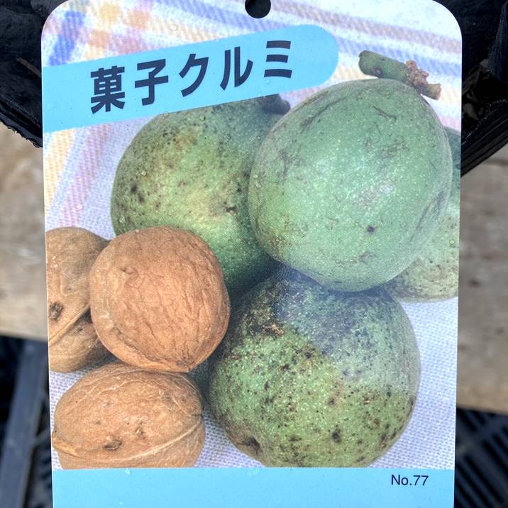 楽天赤塚植物園　楽天市場店菓子クルミ 4号ロングポット ｜果樹04-PA