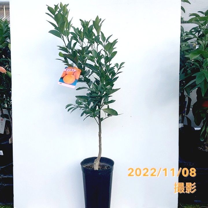 ポンカン 5号ロングポット 2年生苗 ｜柑橘｜果樹04-PA