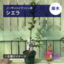 【決算!ポイント5倍!7/31まで】ブルーベリー ノーザンハイブッシュ系 シエラ(接木苗)5号|果樹04-PA