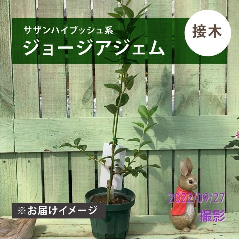 楽天市場】ブルーベリー ジュエルの通販 楽天市場】ブルーベリー ジュエルの通販