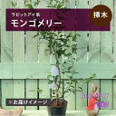 サイズ：5号 お届け時期：随時お届け ※品種特性が記載されたラベルがつきます。 [ラビットアイ系　モンゴメリー] 安定した早生品種。 梅雨期でも裂果が少ない。香りがあって風味が良い。ポリフェノール多。収穫量も多い品種です。果実は中~大粒、甘味は中~多、酸味も多い、香りは良好。糖度16度。 食味はクライマックスに似て非常にフルーティーなうえ、タネにも風味を含みます。果実裂果に関しては、クライマックスより少なく、同時期収穫品種としては上です。 収穫期は、7月上~下旬。 [ブルーベリー] ツツジ科スノキ属の落葉性低木で、原産地は北アメリカです。樹高が高くならず、耐寒性もあり育てやすいため、家庭で育てる果樹としてとても人気があります。 春から初夏に白色〜ピンクで鐘型の可憐な花を咲かせ、6月頃から青紫色の綺麗な実がなります。 秋の紅葉も美しく、楽しみの多い果樹です。 [ご注意] ※この商品は実店舗（アカツカFFCパビリオン）の店頭商品と在庫を共有しております。 そのため、ご注文受理のタイミングによっては、商品をご用意できないことがございます。 その際は、Eメールでお知らせし、キャンセルとさせていただきます。よろしくご容赦くださいませ。 ※写真は参考です。お届け時期によって商品の状態は異なります。花も実も可愛く、樹形は美しい！不動人気の家庭果樹ブルーベリー ブルーベリーは大きく分けるとハイブッシュ系とラビットアイ系の2つの系統があり、 ハイブッシュ系は更にノーザンハイブッシュとサザンハイブッシュに分けられます。 ・ノーザンハイブッシュ系： 北海道南部から中部地方の寒地向き。比較的大粒の実がなる。 ・サザンハイブッシュ系： ノーザンハイブッシュ系を暖地向けに改良した系統。東北南部から沖縄の暖地で栽培OK。少し慣れた人やもっと美味しい実を食べたい方におすすめ。 ・ラビットアイ系： 高温・乾燥に強く、関東以南の暖地向き。実は小さめだが、たくさんなる。初めての方におすすめ。 ハイブッシュ系は一本でも実がなりますが、同系統内の異品種との混植をおすすめします。 ラビットアイ系は混植が必要です。1本では実がつきにくいですので、必ず同じラビットアイ系ブルーベリーの中で違う名前の品種を2本植栽してください。(両方実が成ります。オス・メスではありません。) 植栽間隔は2m以上は離して植えてください。 育てる際は、ブルーベリーは酸性土壌を好みますので、植付け時は必ず酸度調整していないピートモス主体の土に植付けしてください。 また日光を好むので、日当りの良い場所で管理しましょう。