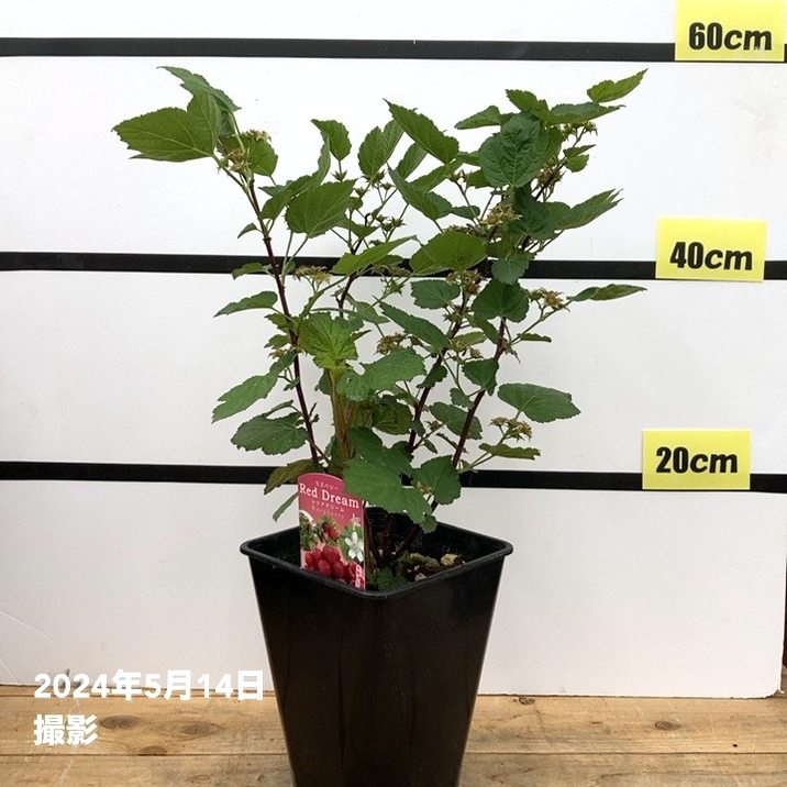 実付き！ウルトララズベリー超大王 レッドドリーム 6号 黒鉢植え ｜果樹10-TUのサムネイル