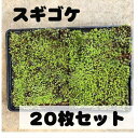 苔トレー スギゴケ 杉苔 20枚 ｜山野10-AK