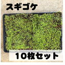 苔トレー スギゴケ 杉苔 10枚 ｜山野10-AK