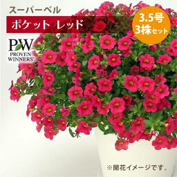 PW スーパーベル ポケット レッド3.5号×3株セット カリブラコア ｜草花04-PA