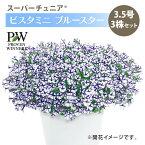 PW スーパーチュニア ビスタミニ ブルースター3.5号×3株セット ペチュニア PVP ｜草花04-PA