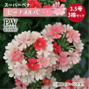 PW スーパーベナ ピーチメルバ3.5号×3株セット バーベナ ｜草花04-PA