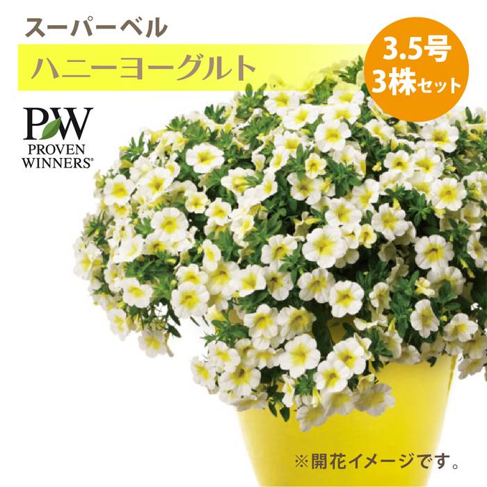 PW スーパーベル ハニーヨーグルト3.5号×3株セット カリブラコア ｜草花04-PA