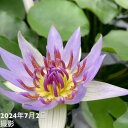 【数量限定】熱帯スイレン 4号 コロラータ Colorata|草花01-D1