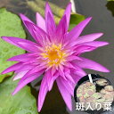 【激レア数量限定】熱帯スイレン 4号 キングオブサイアム ピンク 斑入り葉|草花01-D1