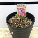 【数量限定】タイタンビカスキッズ 5号 ウェンディ （※キッズタイプ） ｜草花01-D1