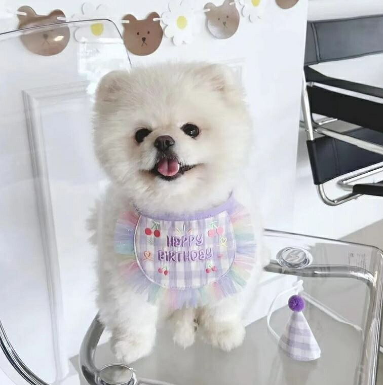 ケーキ（ペット用） 犬 誕生日 誕生日ケーキ 誕生日プレゼント インスタ映え グッズ 飾り付け 写真 お祝い パーティーハット 衣装 猫 帽子 ペット用 犬服 犬 猫 可愛い ペット用 ペットグッズ お誕生日 かぶりもの 小型犬 かわいい オシャレ よだれカバー バンダナ お散歩 お出かけ スカーフ