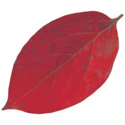 ヤマコー 型抜きクリアシート（200枚入） 65786 ミニ・柿の葉 ＜QKL2301＞ QKL2301