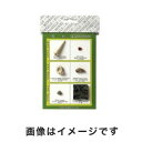 【東京サイエンス】東京サイエンス 化石標本(化石標本6種) 3-654-01