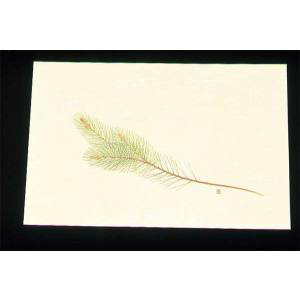 【アーテック】アーテック 尺三 懐石まっと クリーム 100枚入 WSS-2 松 オールシーズン