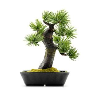 送料無料！！【A-BONSAI】A-BONSAI Mini Moyogi 五葉松 高15cm メーカー直送 代引不可 北海道沖縄離島不可【smtb-u】