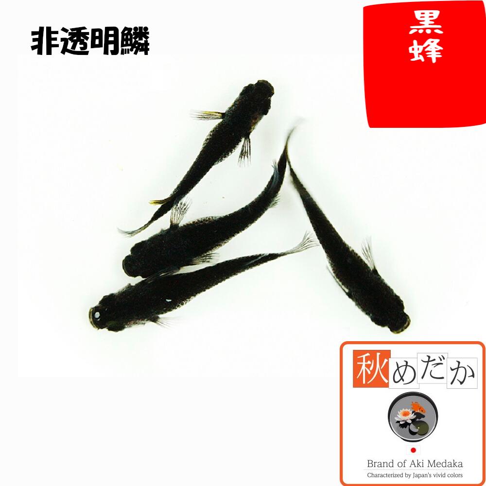 黒蜂非透明鱗普通体型4匹2ペアメダ...
