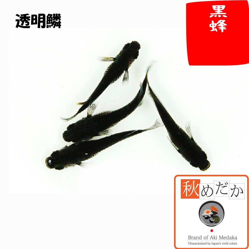 黒蜂透明鱗普通体型4匹2ペアメダカ...