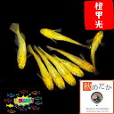 橙甲光 6匹3ペア (ML~Lサイズ) メダカ 販売 光体系 黄色 成魚 観賞魚 黄金色 生体 めだか 通販 淡水魚