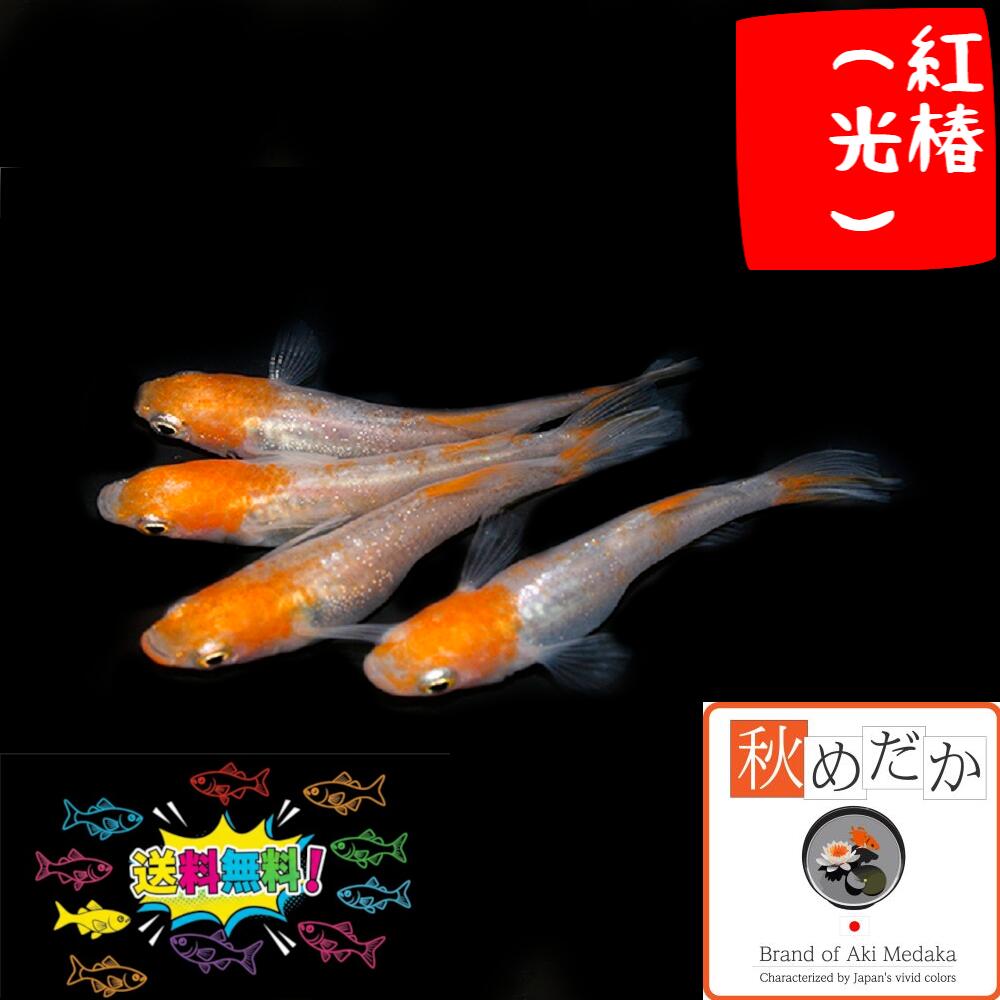 商品画像2