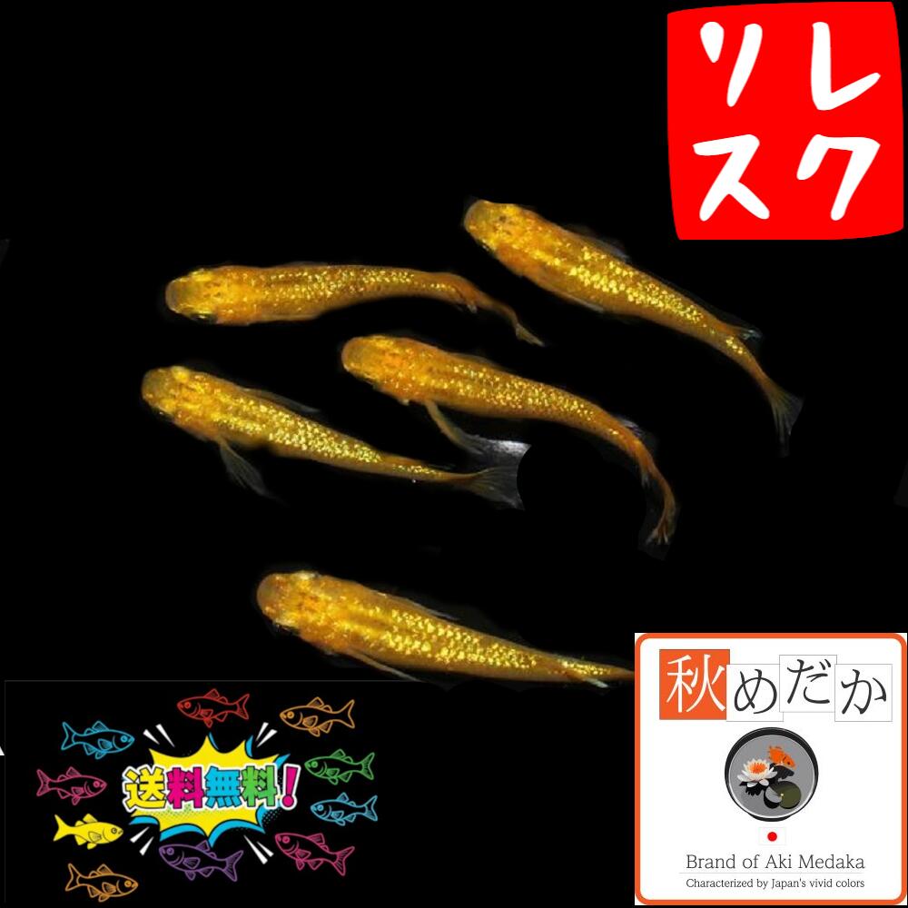 レクリス （ヒレ長） 4匹2ペア （ML~Lサイズ) メダカ ヒレ長 成魚 観賞魚 生体 めだか 淡水魚