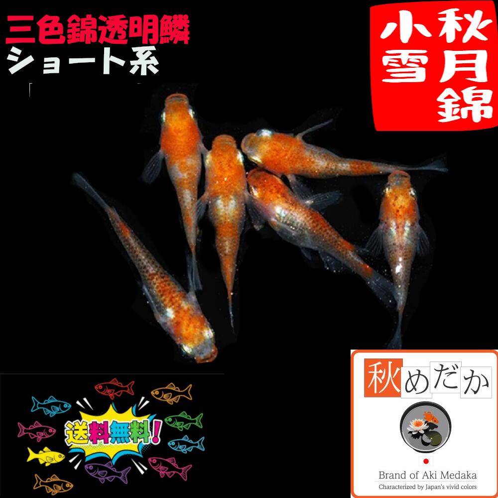 秋月錦小雪ショート系4匹2ペアメダ...