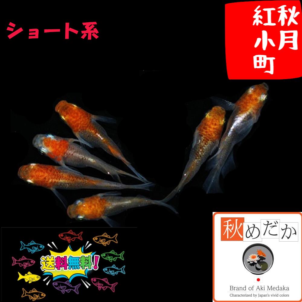秋月紅小町 ショート系 4匹 2ペア （ML~Lサイズ) メダカ ショート系 成魚 観賞魚 生体 めだか 淡水魚
