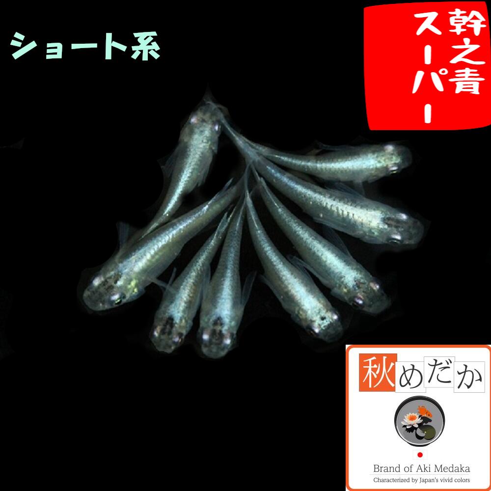 幹之青スーパーショート系6匹3ペア...