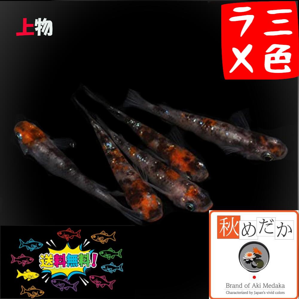 楽天市場】メダカ 三色ラメ（観賞魚｜熱帯魚・アクアリウム）：ペット 