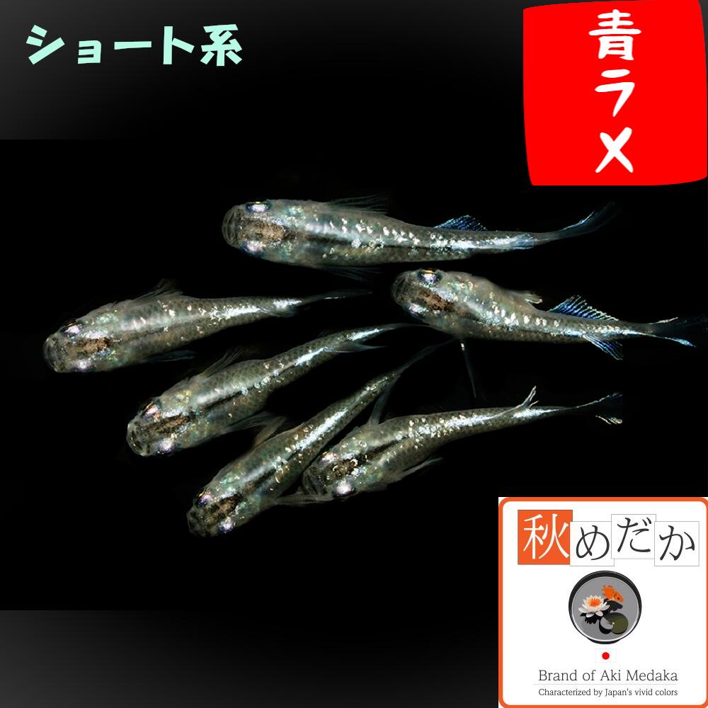 Tropical Fishes - 青ラメ ショート系 4匹2ペア （ML~Lサイズ) メダカ ショート系 成魚 観賞魚 生体 めだか 淡水魚