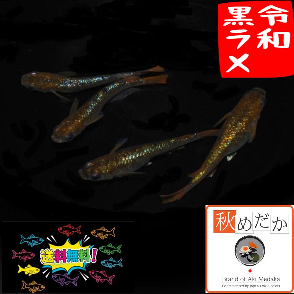 楽天市場】黒ラメ めだかの通販