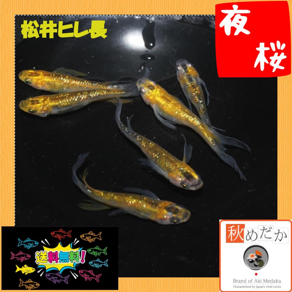 松井ヒレ長 夜桜 普通体型 4匹 2ペア販売です。 ML〜Lサイズ。 松井ヒレ長夜桜メダカは、その美しい黄色の体色とラメが特徴の観賞魚です。普通体型の成魚で、4匹2ペアのセットとして提供されます。このメダカは、淡水環境での飼育に適しており、家庭の水槽に彩りを加える存在です。ヒレが長く優雅に泳ぐ姿は、見る者を魅了します。観賞魚としての価値が高く、初心者から経験者まで幅広い層におすすめです。手軽に飼育できるため、日常の癒しとして最適な選択肢となるでしょう。 ▼返品、交換、保証について 商品の返品及び交換は、承っておりません。 ただし、商品の発送にて死着した場合、商品到着後2時間以内に袋を開封せず、デジカメにて写真を撮影しメールで送って下さい。確認後、同等の商品を送ります。当該商品の再送に要する送料などは、当社負担といたします。松井ヒレ長 夜桜 普通体型 4匹 2ペア （ML~Lサイズ)