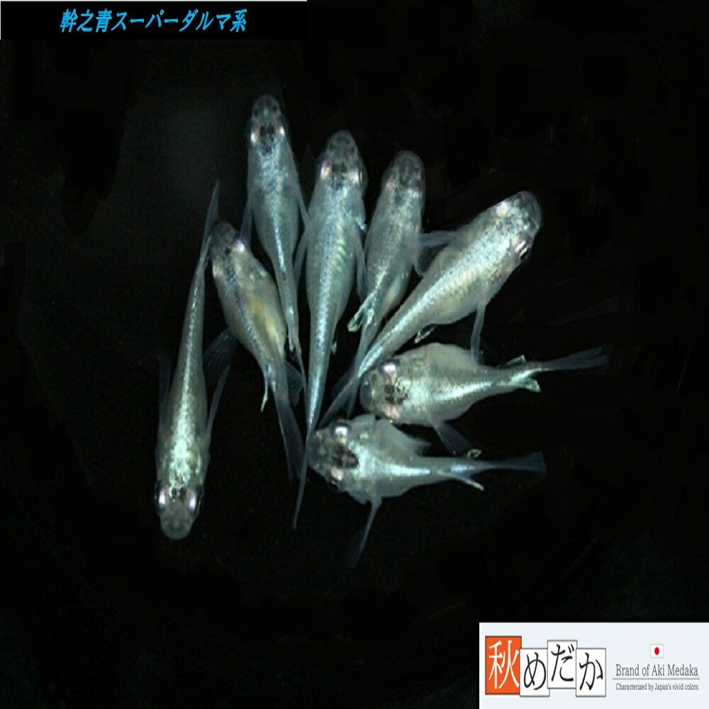 幹之青スーパー ダルマ系 6匹3ペア （ML~Lサイズ) メダカ ダルマ系 成魚 観賞魚 生体 めだか 淡水魚