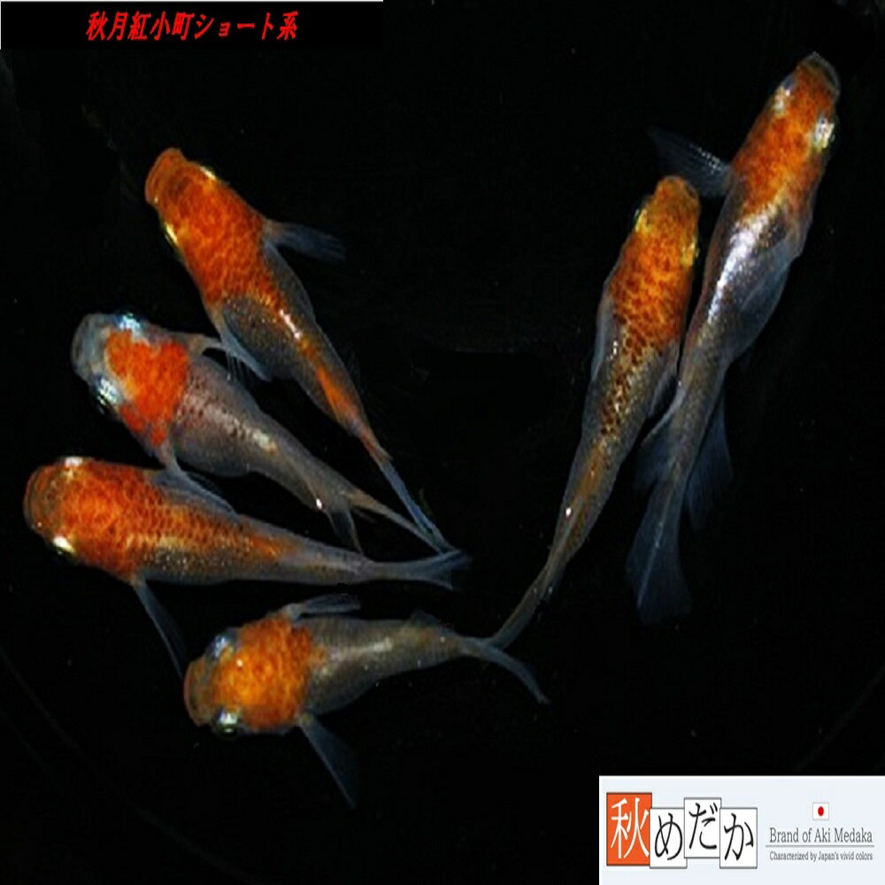 秋月紅小町 ショート系 4匹 2ペア （ML~Lサイズ) メダカ ショート系 成魚 観賞魚 生体 めだか 淡水魚