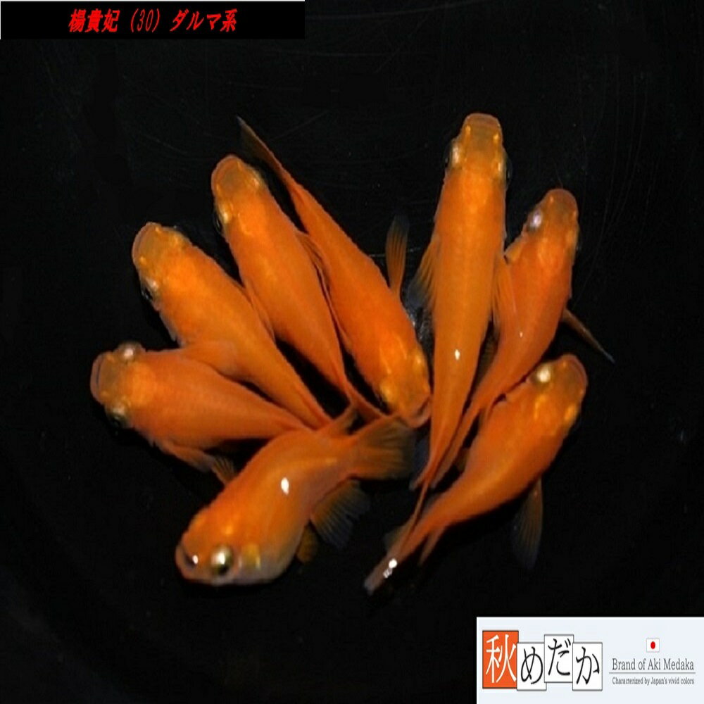 楊貴妃(30) ダルマ系 6匹3ペア （ML~Lサイズ) メダカ ダルマ系 成魚 観賞魚 生体 めだか 淡水魚