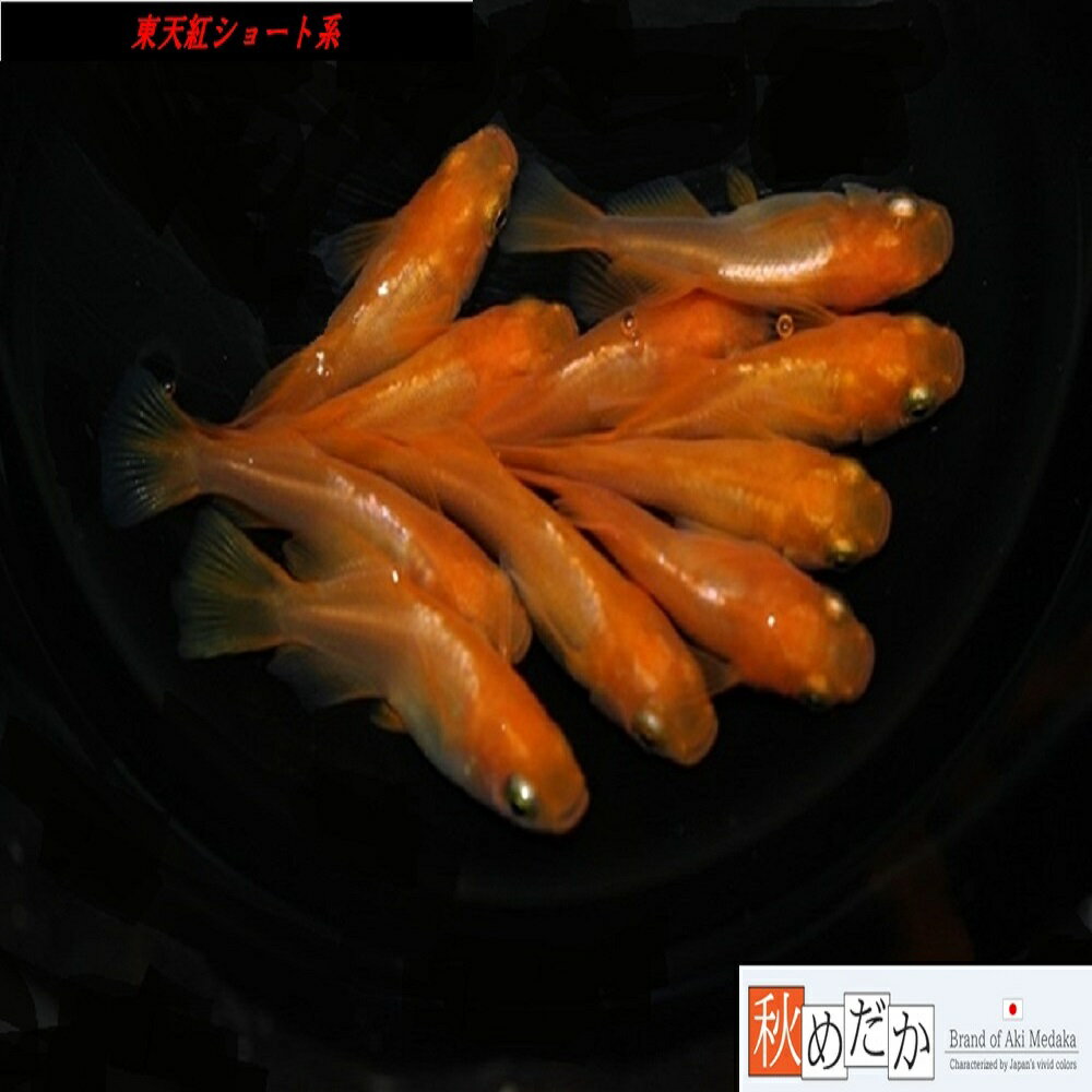 東天紅 ショート系 6匹3ペア （ML~Lサイズ) メダカ ショート系 成魚 観賞魚 生体 めだか 淡水魚