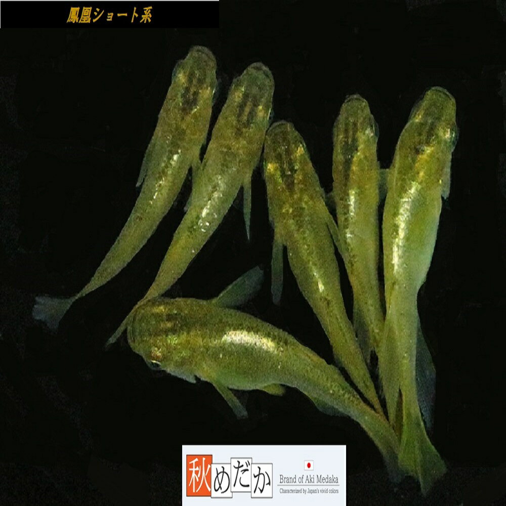 鳳凰 光体系 ショート系 6匹3ペア （ML~Lサイズ) メダカ ショート系 成魚 観賞魚 生体 めだか 淡水魚