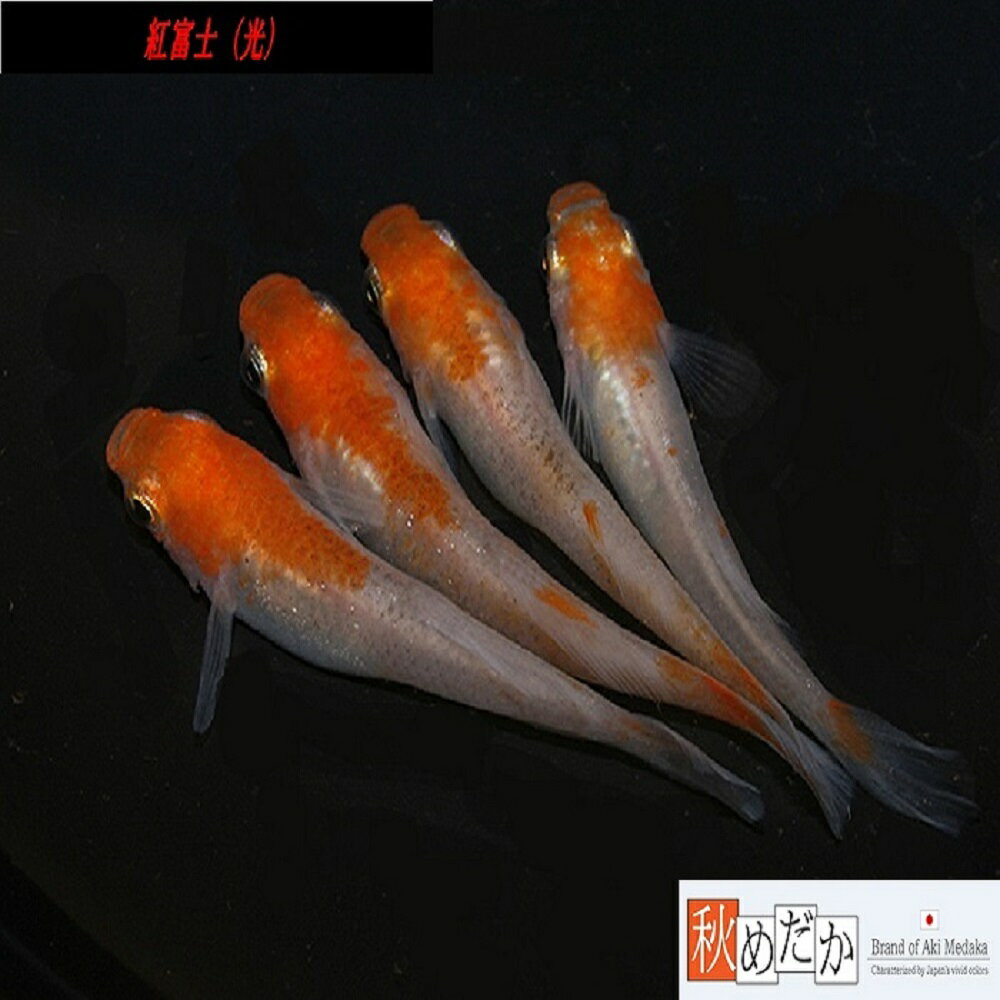 紅富士 光体系透明鱗 4匹2ペア （ML~Lサイズ) メダカ 光体系 成魚 観賞魚 生体 めだか 淡水魚