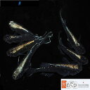 禅 光体系 6匹 3ペア （ML~Lサイズ) メダカ 光体系 成魚 観賞魚 生体 めだか 淡水魚