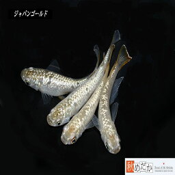 ジャパンゴールド 普通体系 6匹3ペア （ML~Lサイズ) メダカ 普通体系 成魚 観賞魚 生体 めだか 淡水魚