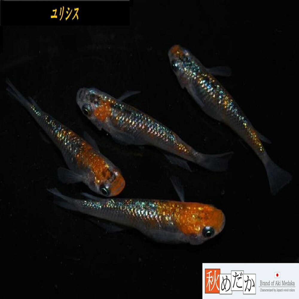 ユリシス 4匹 2ペア （ML~Lサイズ) メダカ 普通体系 成魚 観賞魚 生体 めだか 淡水魚