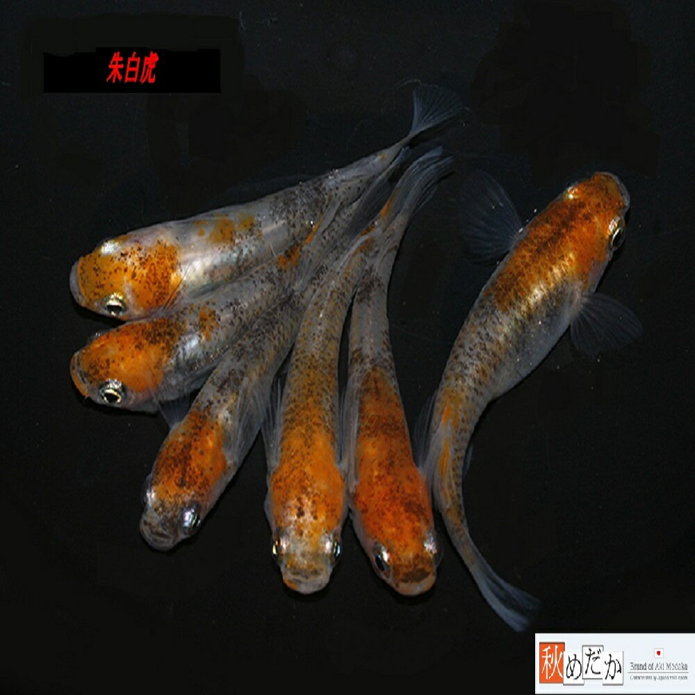 朱白虎 普通体系 透明鱗 6匹3ペア （ML~Lサイズ) メダカ 普通体系 成魚 観賞魚 生体 めだか 淡水魚