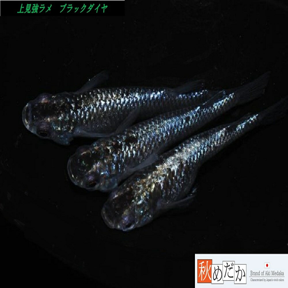 上見強ラメ ブラックダイヤ 普通体型 4匹 2ペア （ML~Lサイズ) メダカ 普通体系 成魚 観賞魚 生体 めだか 淡水魚