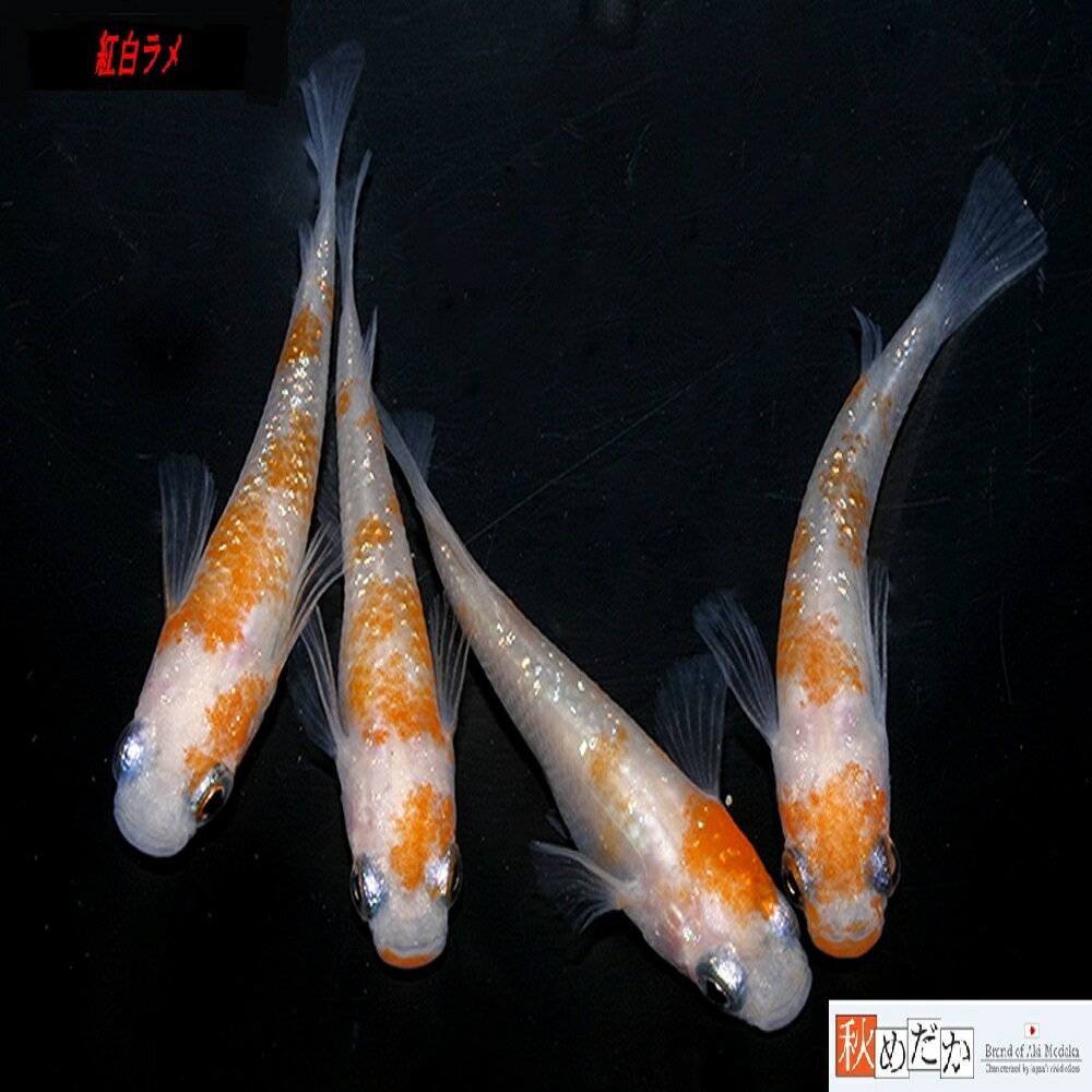 上物紅白ラメ 普通体型 4匹 2ペア （ML~Lサイズ) メダカ 普通体系 成魚 観賞魚 生体 めだか 淡水魚