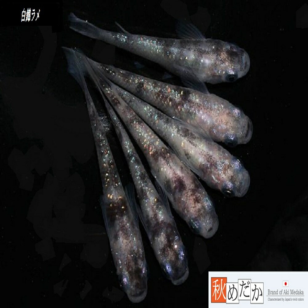 白錦ラメ 普通体系 8匹4ペア （ML~Lサイズ) メダカ 普通体系 成魚 観賞魚 生体 めだか 淡水魚