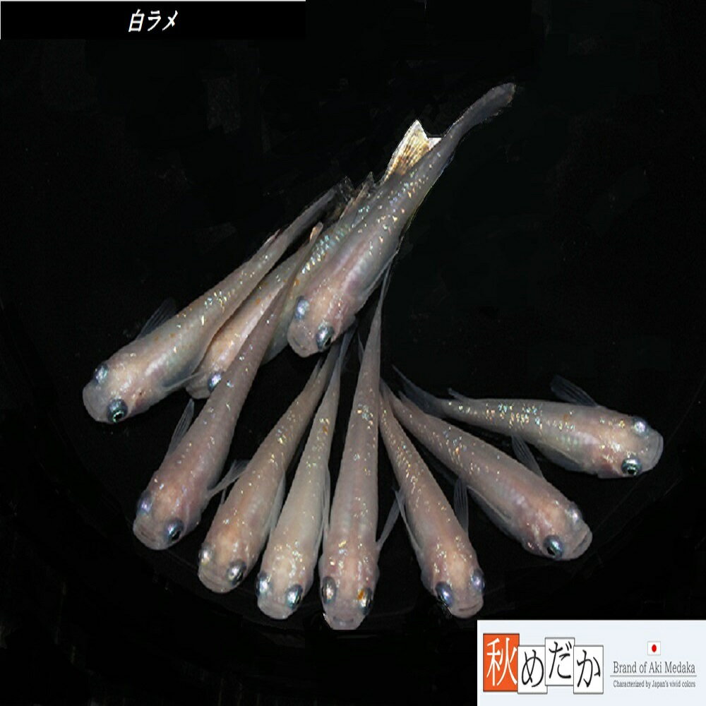 白ラメ メダカ 10匹 5ペア （ML~Lサイズ) メダカ 普通体系 成魚 観賞魚 生体 めだか 淡水魚