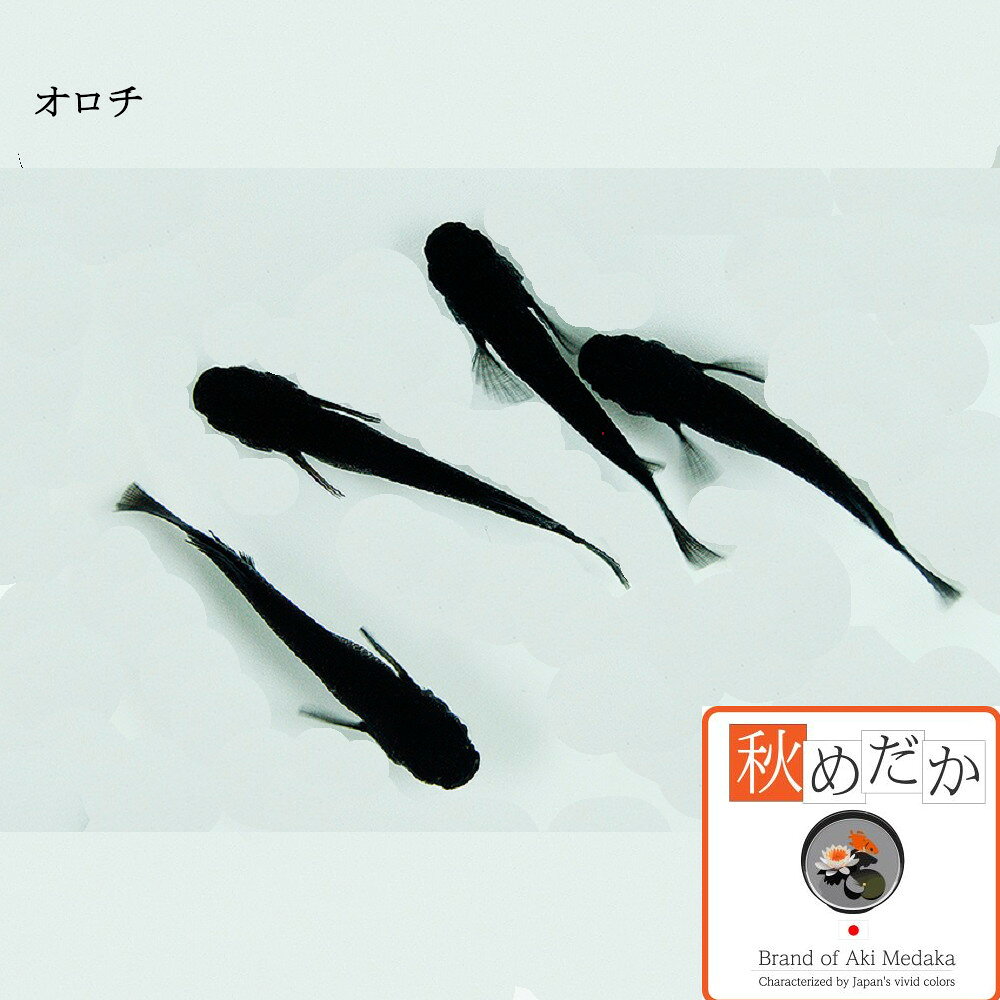 秋めだかの稚魚(1～2cm) オロチ 10匹無選別 メダカ 稚魚 観賞魚 生体 めだか 淡水魚｜アングル2