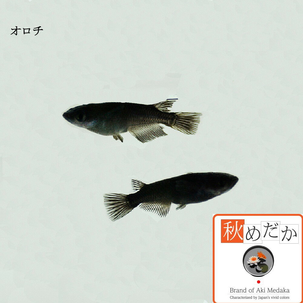 秋めだかの稚魚(1～2cm) オロチ 10匹無選別 メダカ 稚魚 観賞魚 生体 めだか 淡水魚｜アングル3